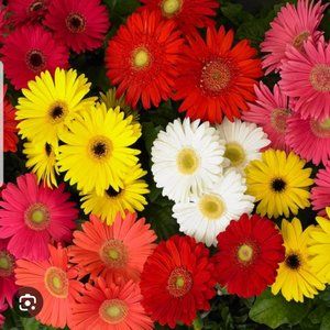 Meet your Posher, Daisy